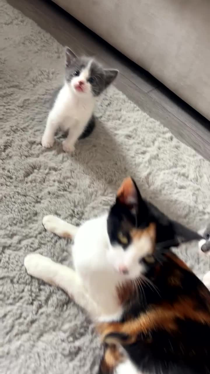 Mixed Breed cats for sale: 3 x Kittens for Sale  - Video 1