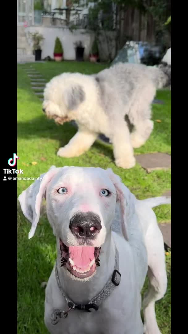 Old English Sheepdog dogs for stud: KC registered Old English Sheepdog for stud in Consett - Video 2