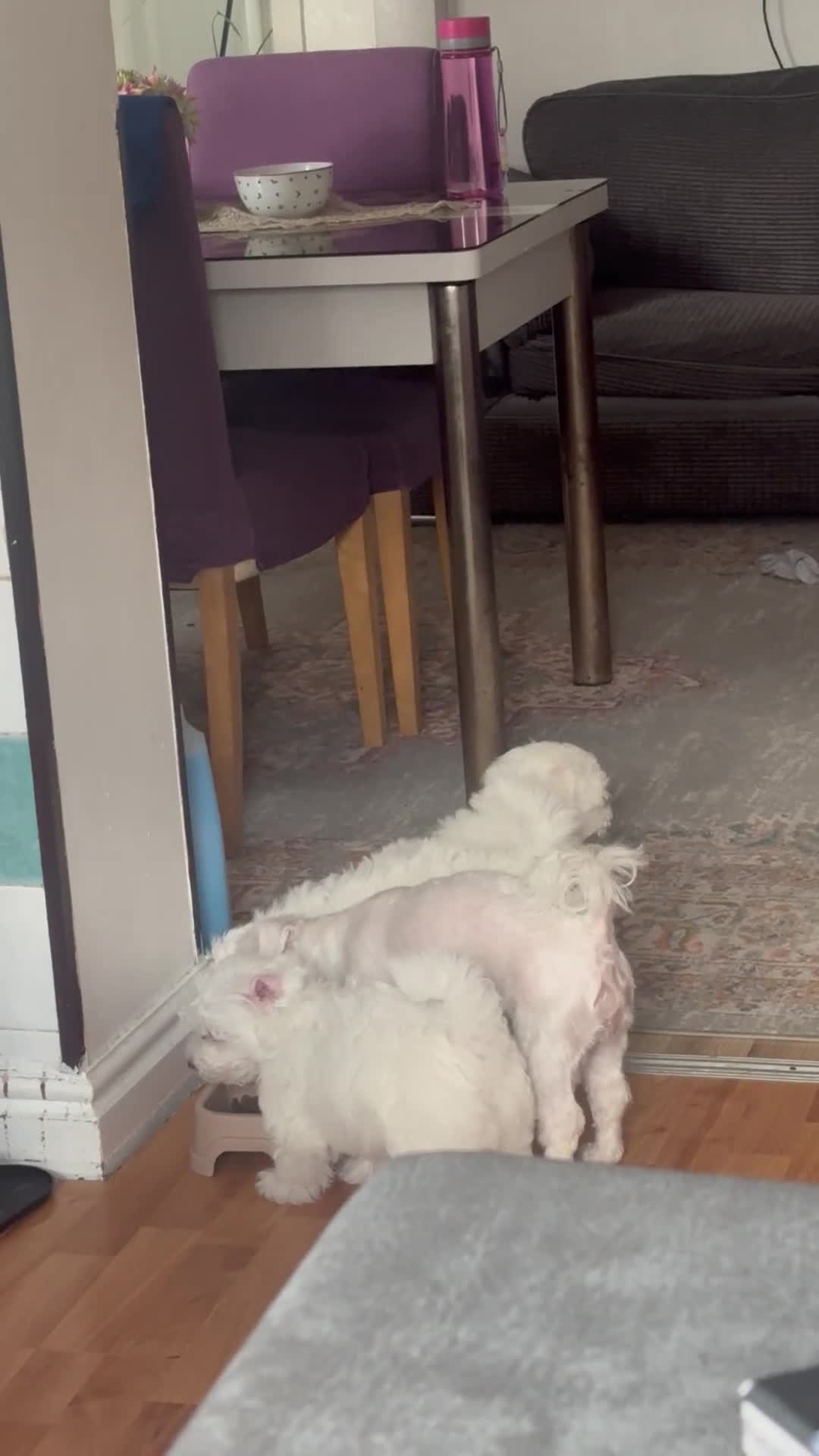 Bichon Frise dogs for sale: Three little puppies  - Video 1