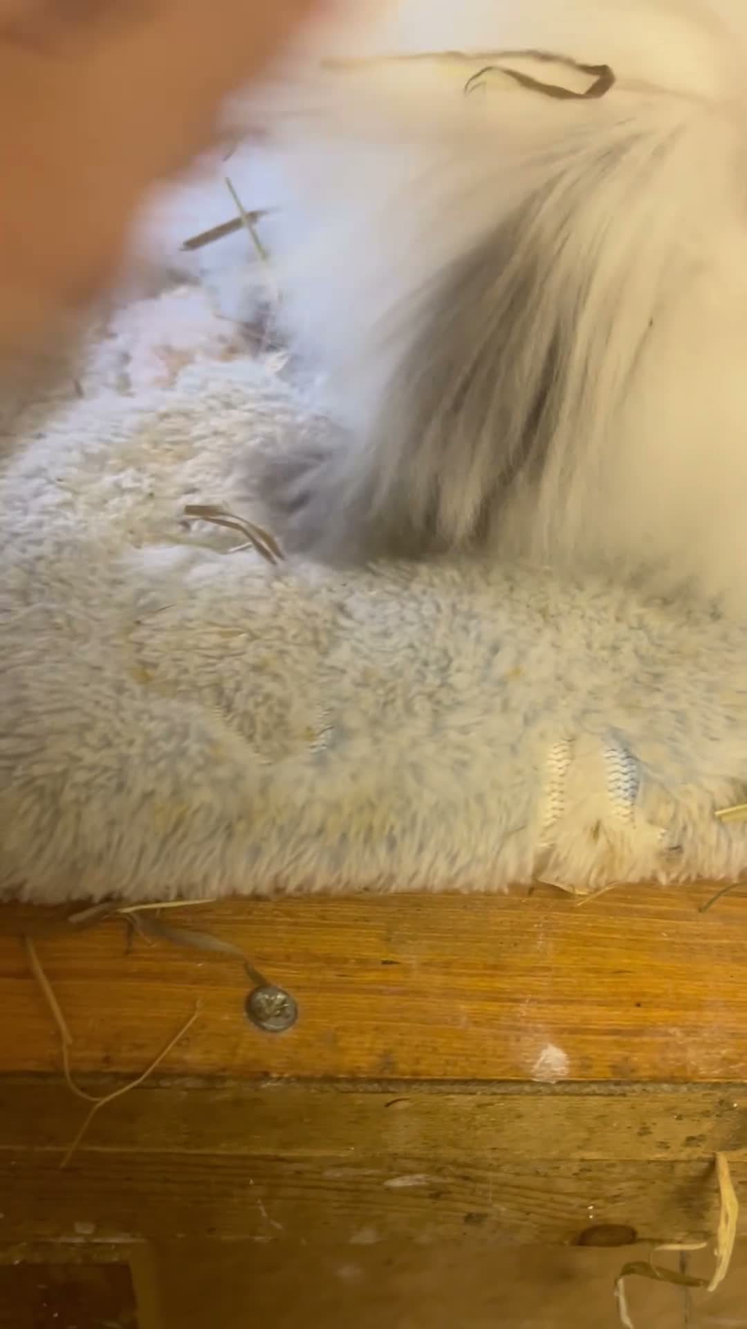 Mini Lion Lop rabbits for sale: Mini lion lops - Video 1