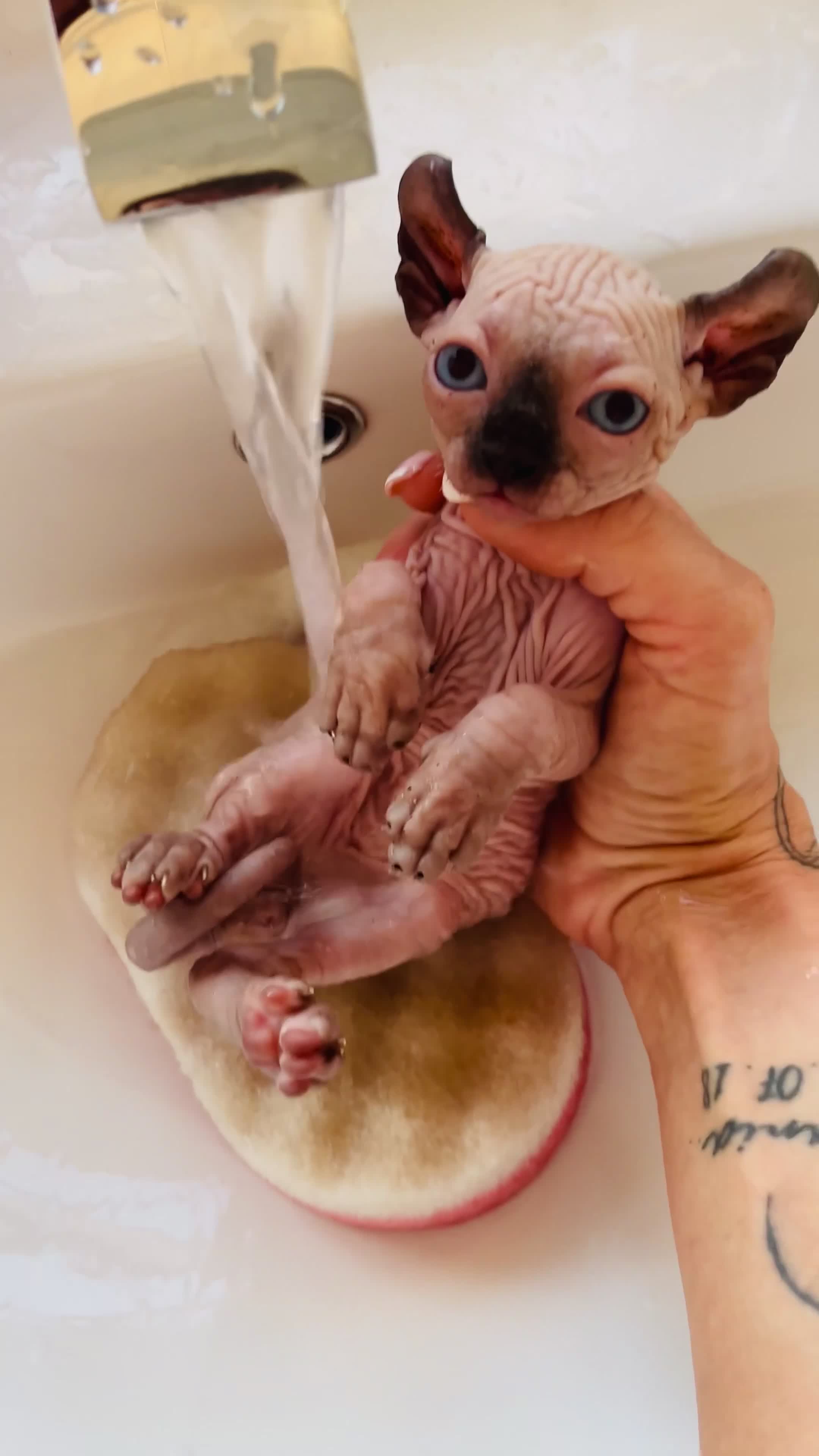 Sphynx cats for sale: 2 female 1 male Sphinx kittens - Video 1