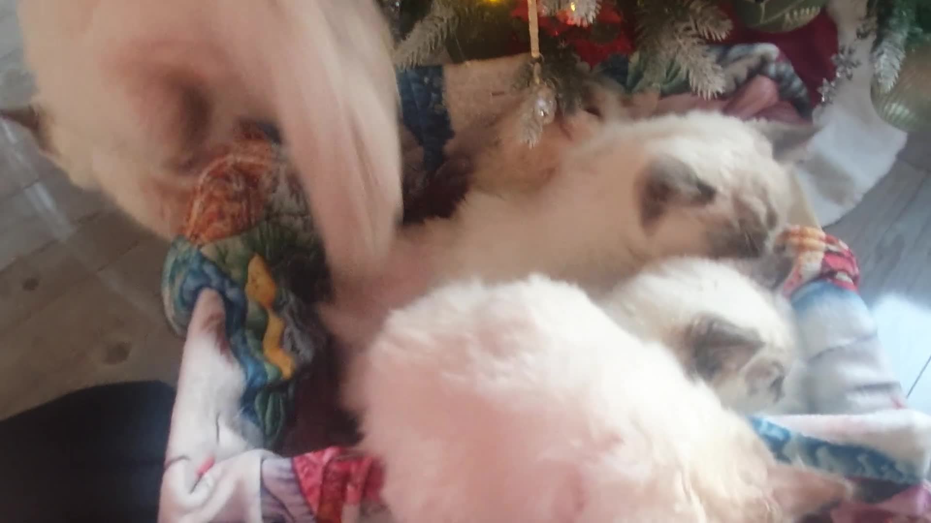 Ragdoll cats for sale: Mink & traditional Ragdolls - Video 2