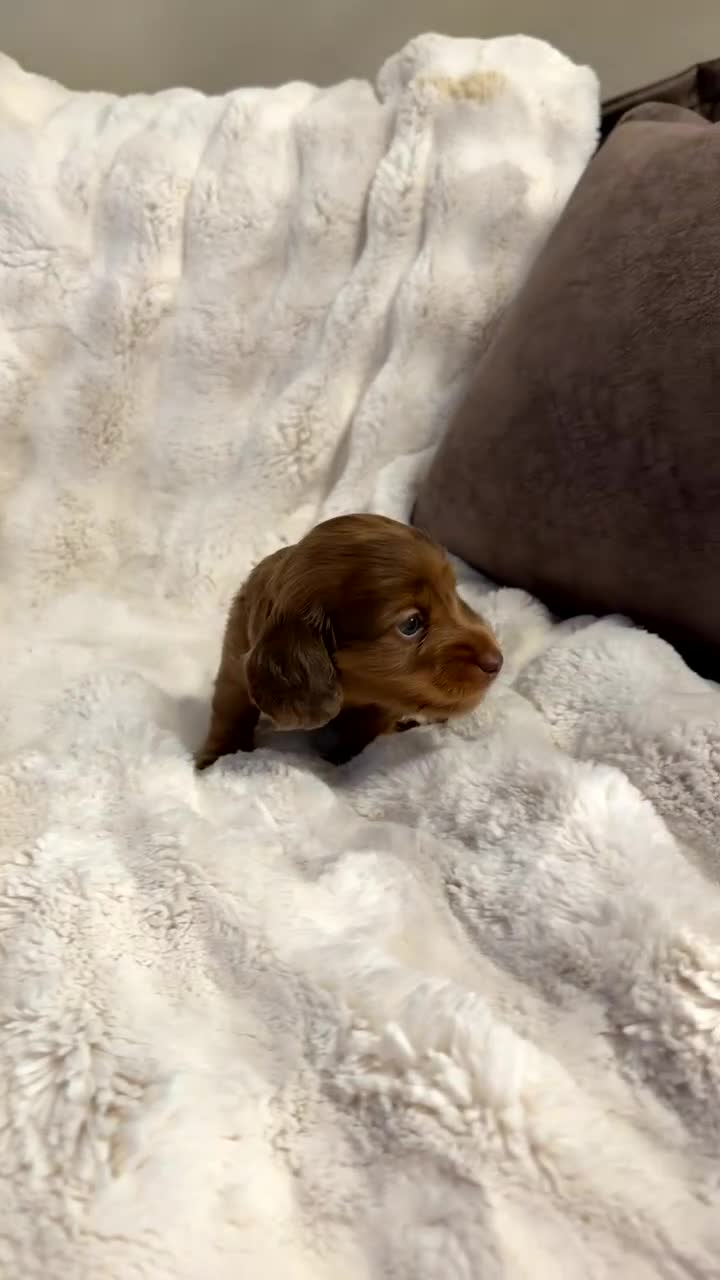 Miniature Dachshund dogs for sale: Miniature Dachshund Puppies  - Video 2