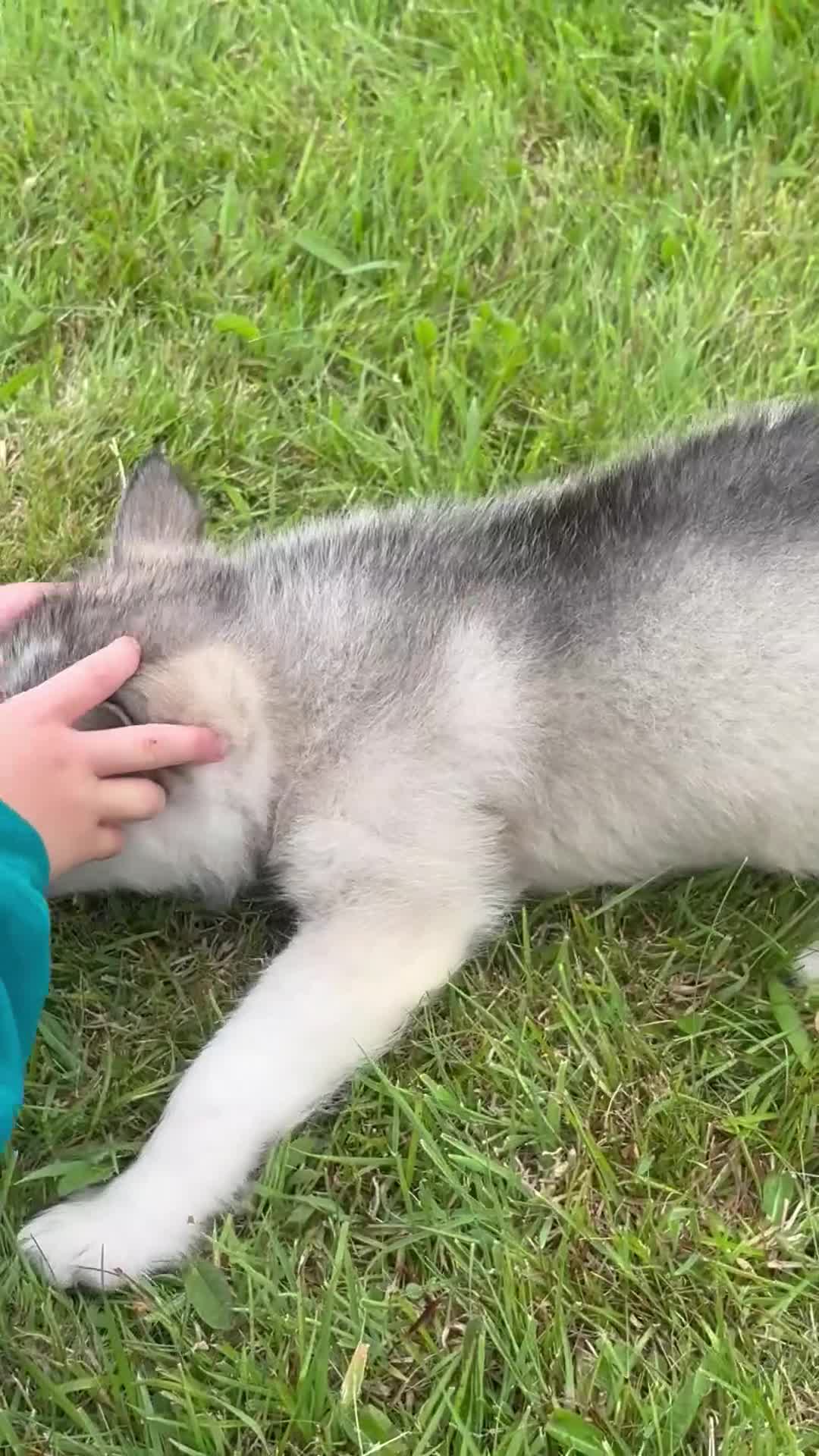 Alaskan Malamute dogs for sale: K.C Registered Quality Alaskan Malamute Puppies - Video 2