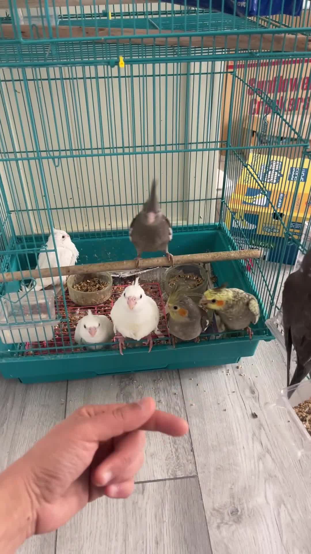 Cockatiels birds for sale: Hand reared fully tamed cocktails  - Video 1