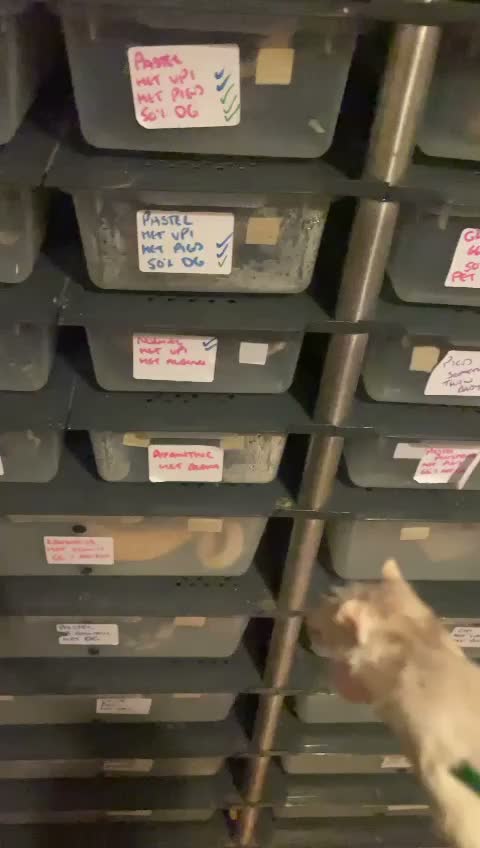 Python Snake reptiles for sale: Vpi axanthic het albino  in Ipswich - Video 1