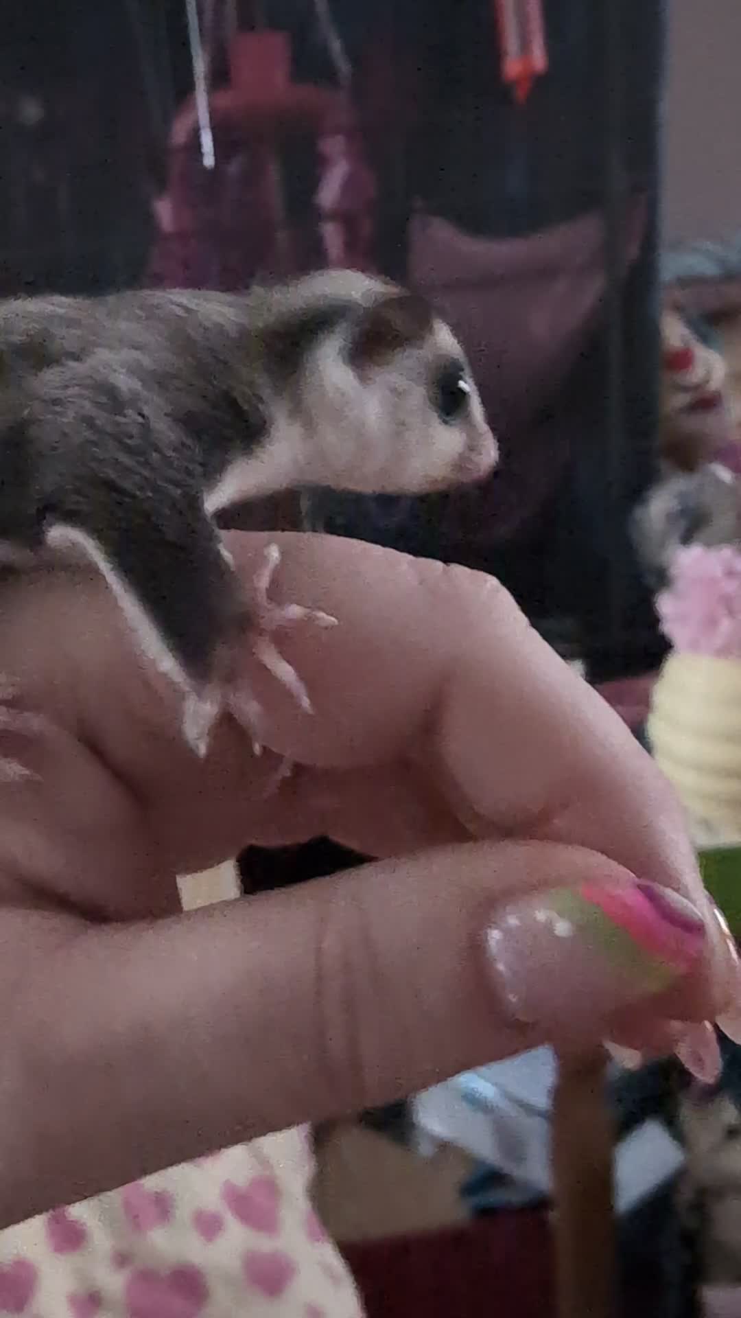 Sugar Glider rodents for sale: Sugar glider female - Video 1