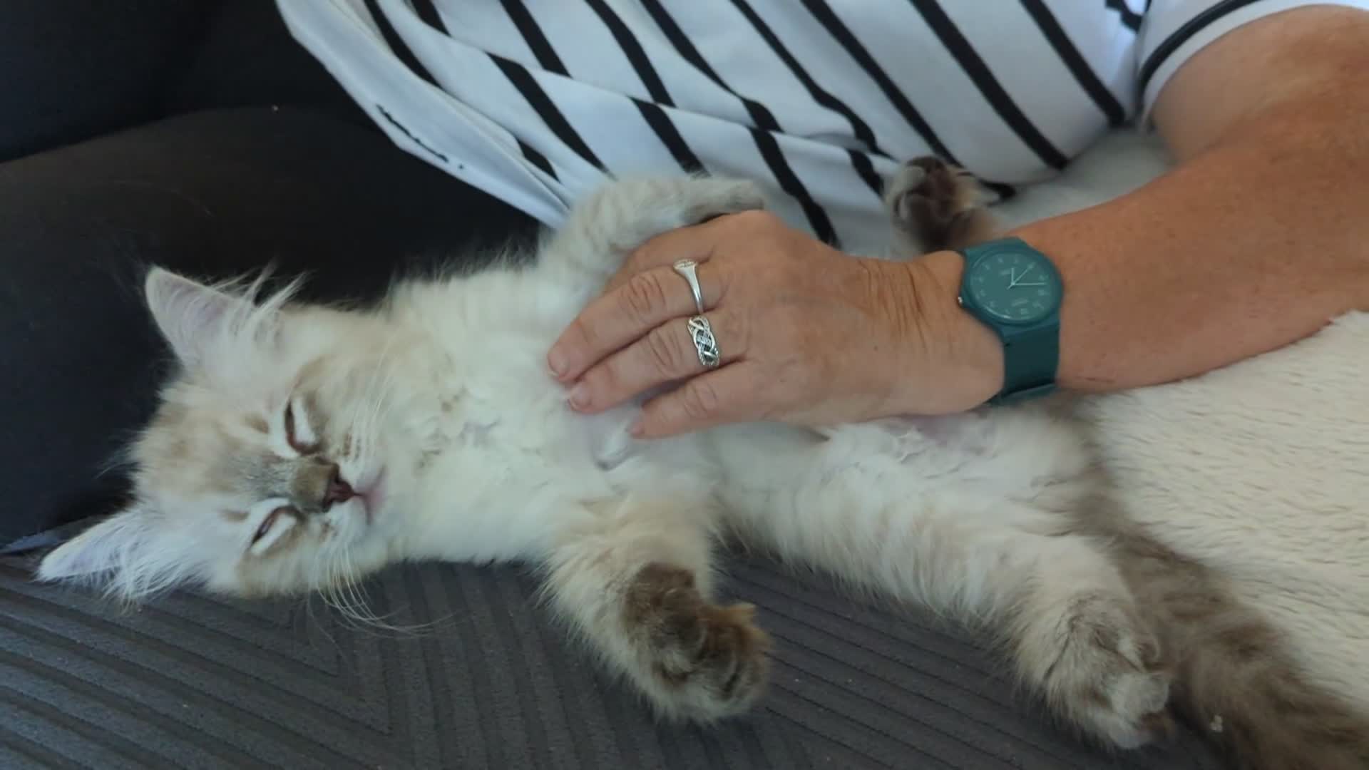 Ragdoll cats for sale: GCCF Full Pedigree Ragdoll Kittens - Video 2