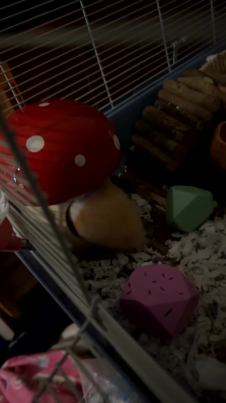 Hamster rodents for sale: Hamsters - Video 3