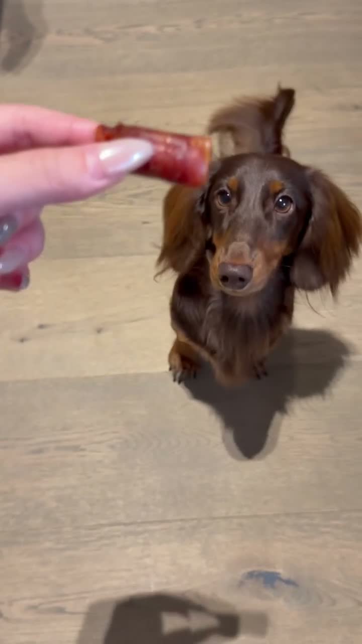 Miniature Dachshund dogs for stud: KC Registered Miniature Long-Haired Dachshund in London - Video 2