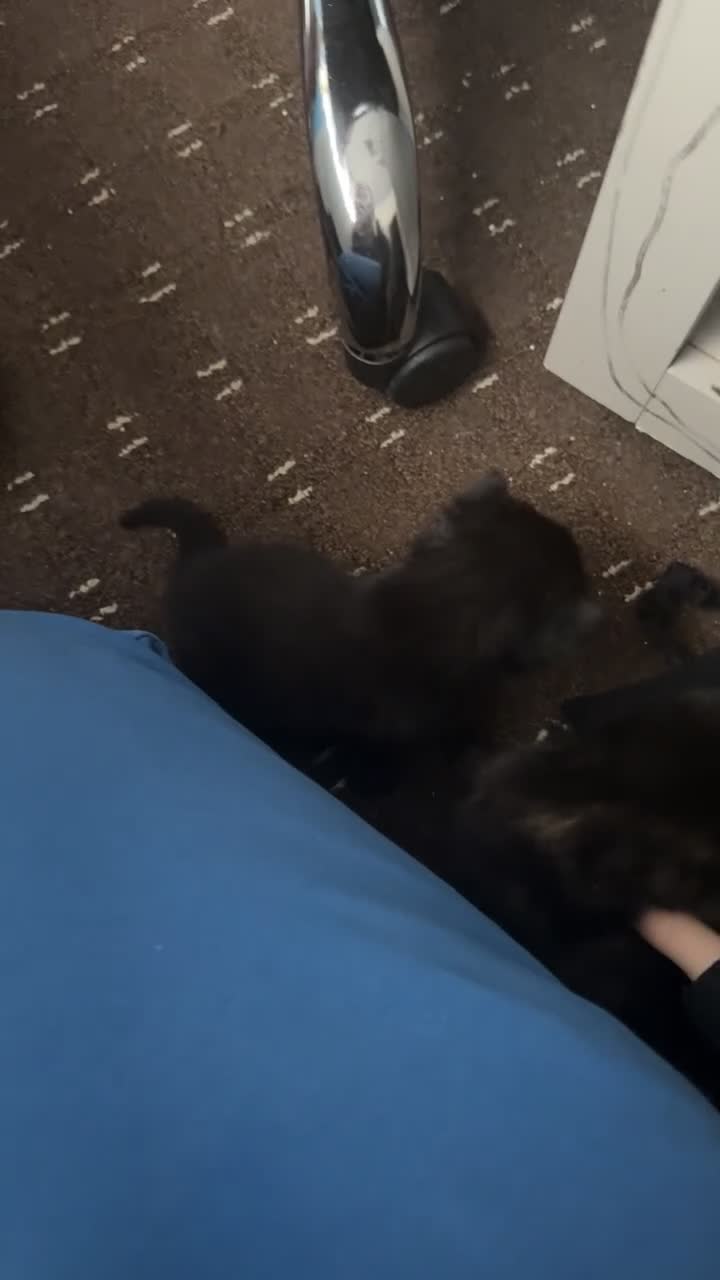 British Shorthair cats for sale: kittens - Video 1