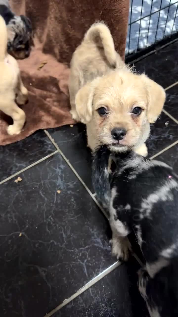 Mixed Breed dogs for sale: Froodle Puppies  - Video 3