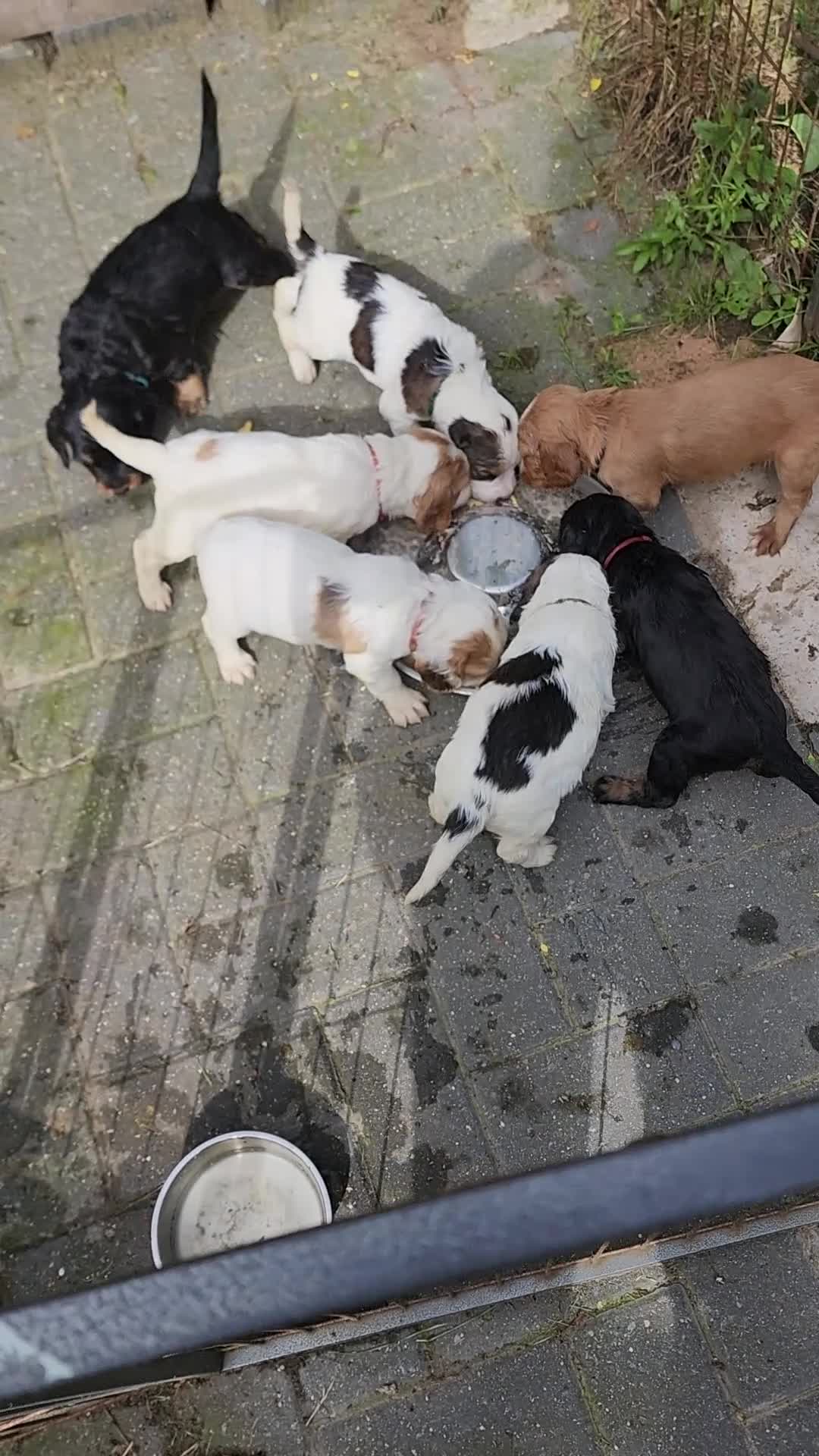 Sprocker dogs for sale: Sprocker Spaniels from Registered Breeder  - Video 1