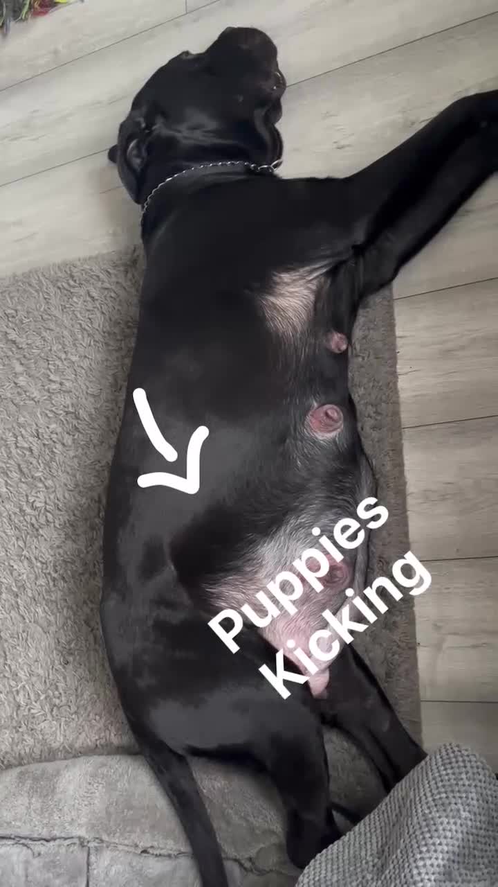 Cane Corso dogs for sale: 🐾 Beautiful Cane Corso Puppies for Sale 🐾 - Video 2