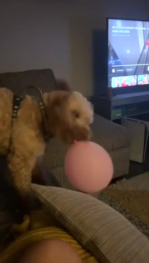 Cockapoo dogs for stud: Male Cockapoo for Studding  - Video 1