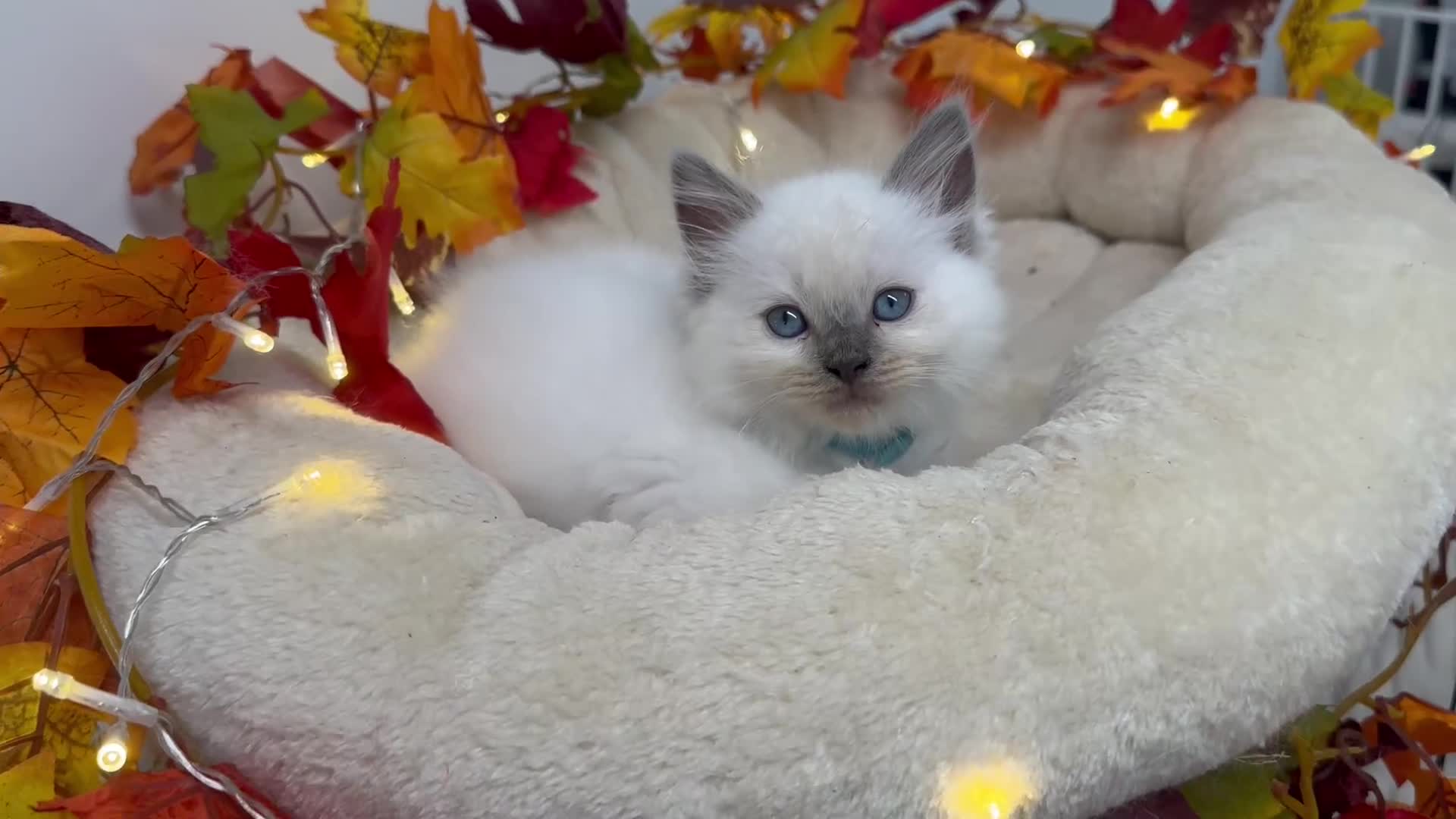 Ragdoll cats for sale: Adorable Ragdoll Kittens - GCCF registered - Video 1