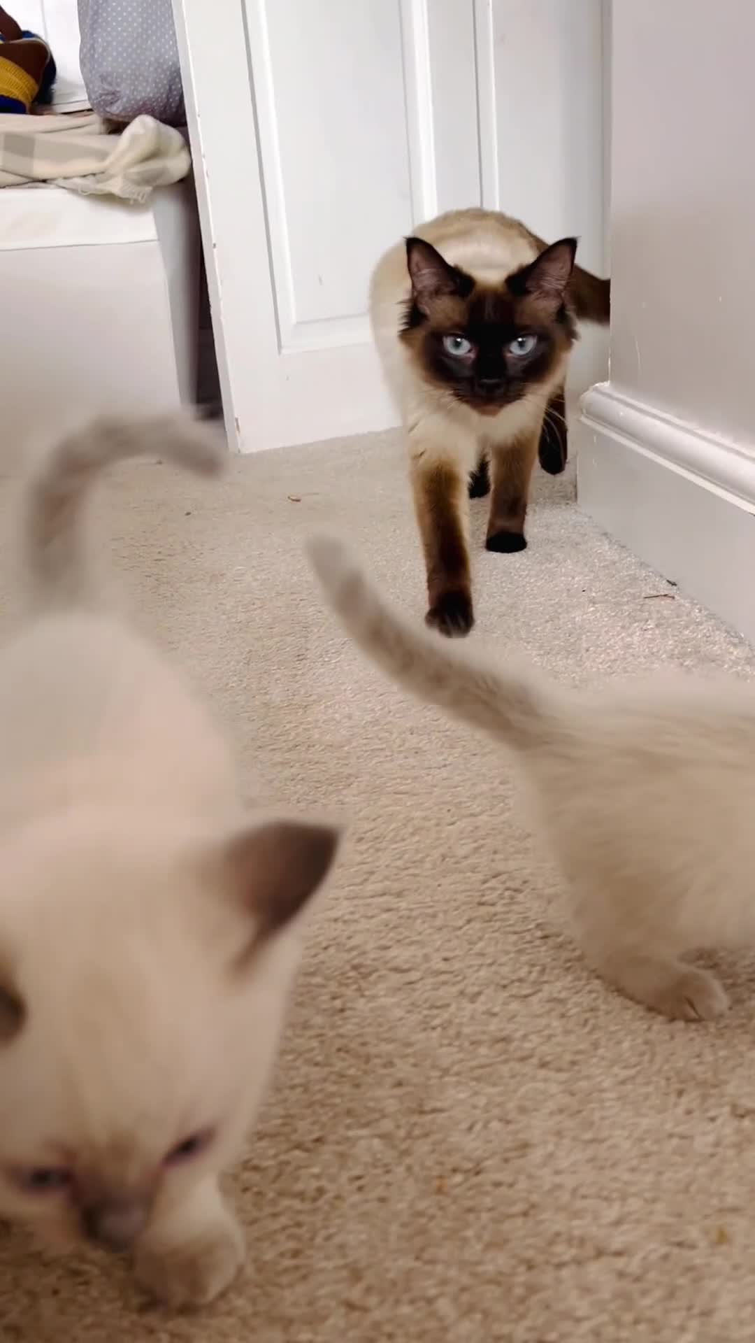 Ragdoll cats for sale: Purebred Ragdoll Kittens 😻😻 - Video 4