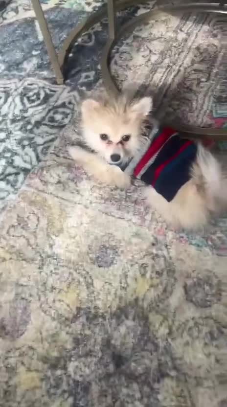 Pomeranian dogs for sale: 🐶 Female Pomeranian Puppy for Sale in London - Video 1