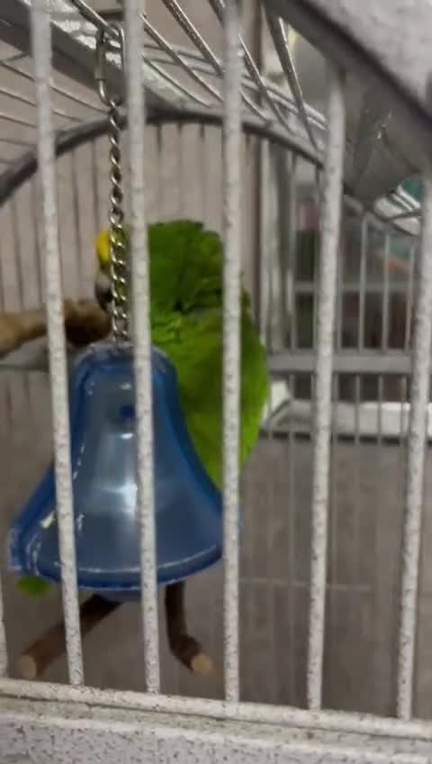 Parrots birds for sale: Yellow napp amazon - Video 2