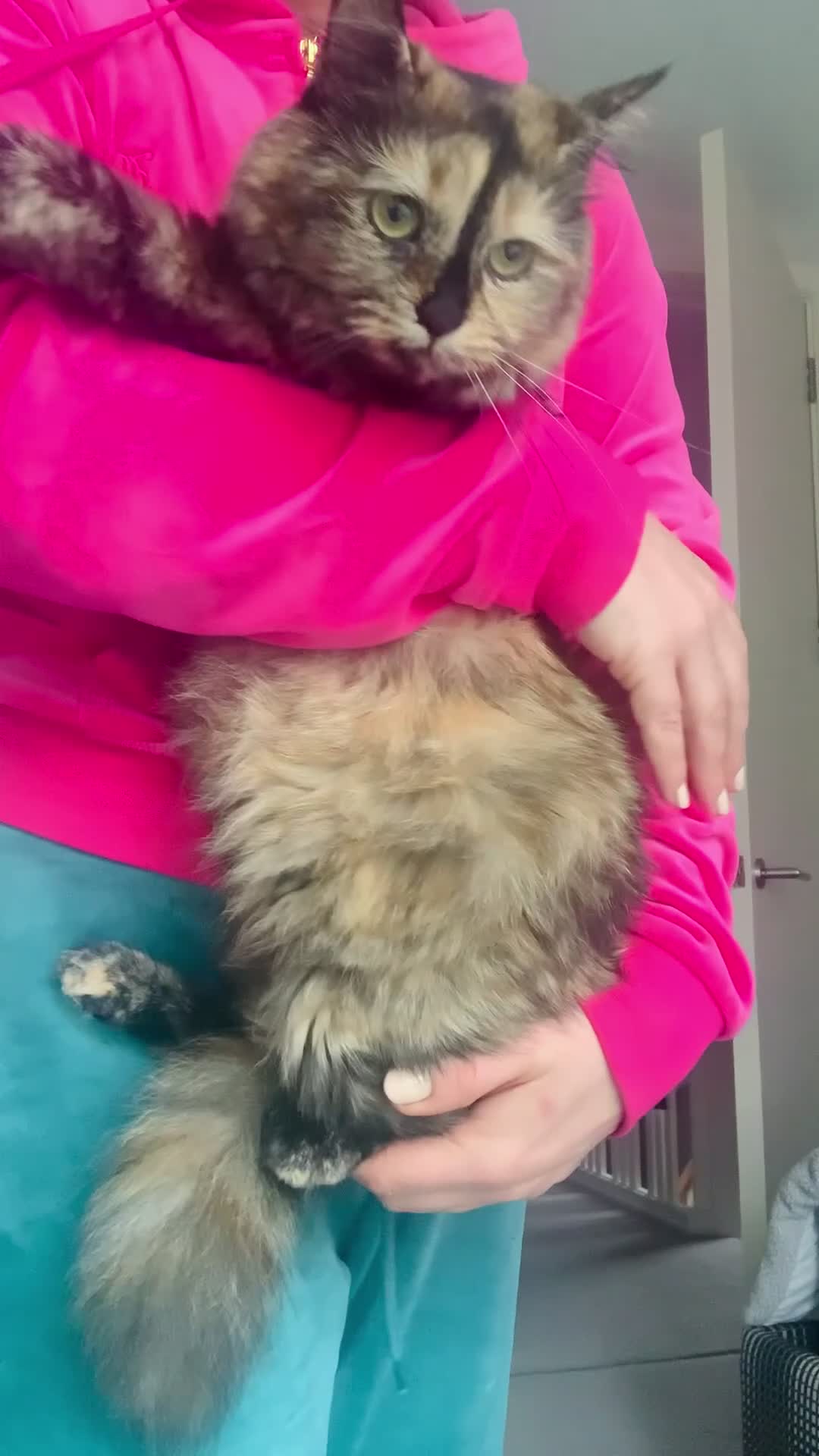 Mixed Breed cats for sale: Ginger Calico Tuxedo Kittens London-Richmond Sale - Video 2