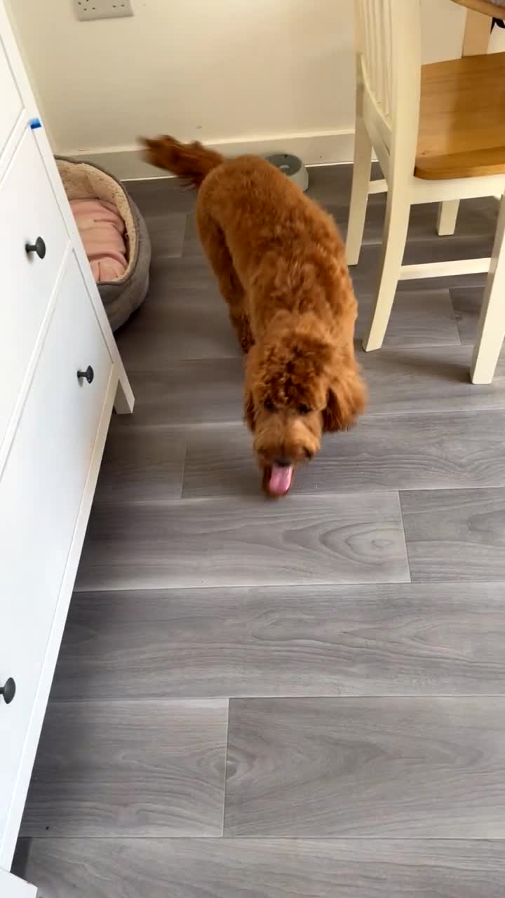 Cockapoo dogs for sale: Rosie 🐾 - Video 3