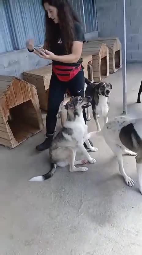 Mixed Breed dogs for adoption: Tuxedo, approx 3 yrs old. Available for adoption. - Video 1