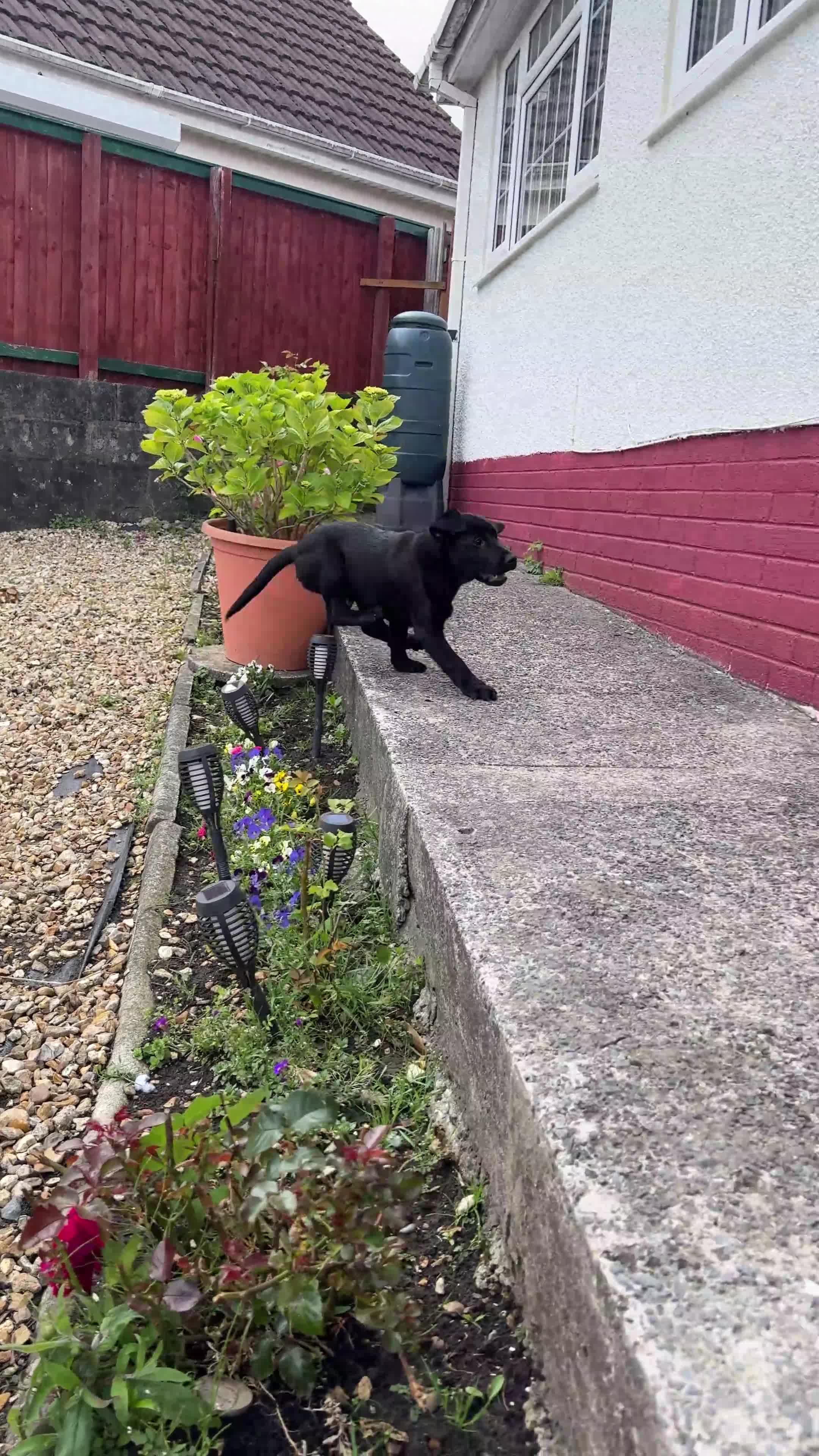 Labrador Retriever dogs for sale: Beautiful KC Labrador Puppy – Last Boy Remaining❗️ - Video 1
