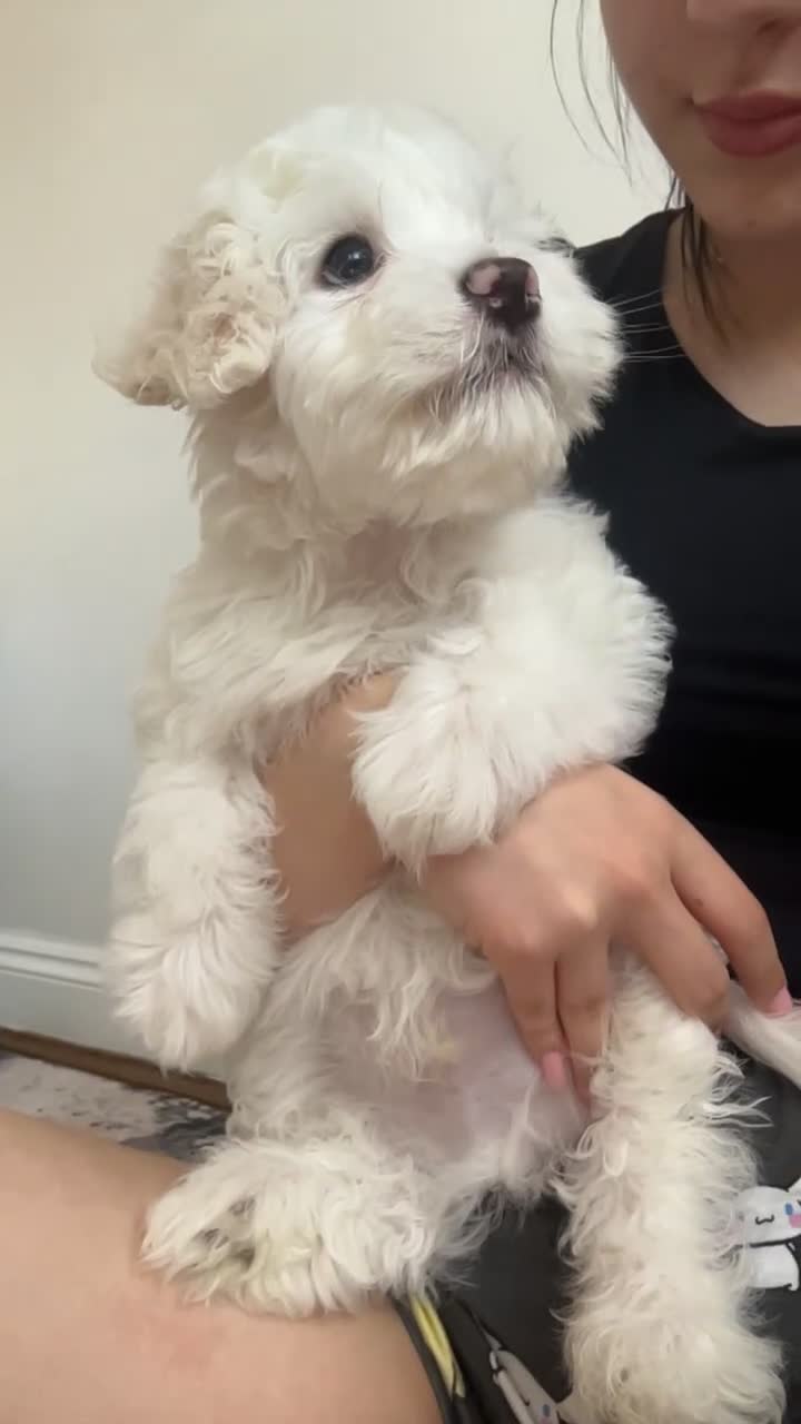 Bichon Frise dogs for sale: Beautiful Bichon Puppies - Video 1