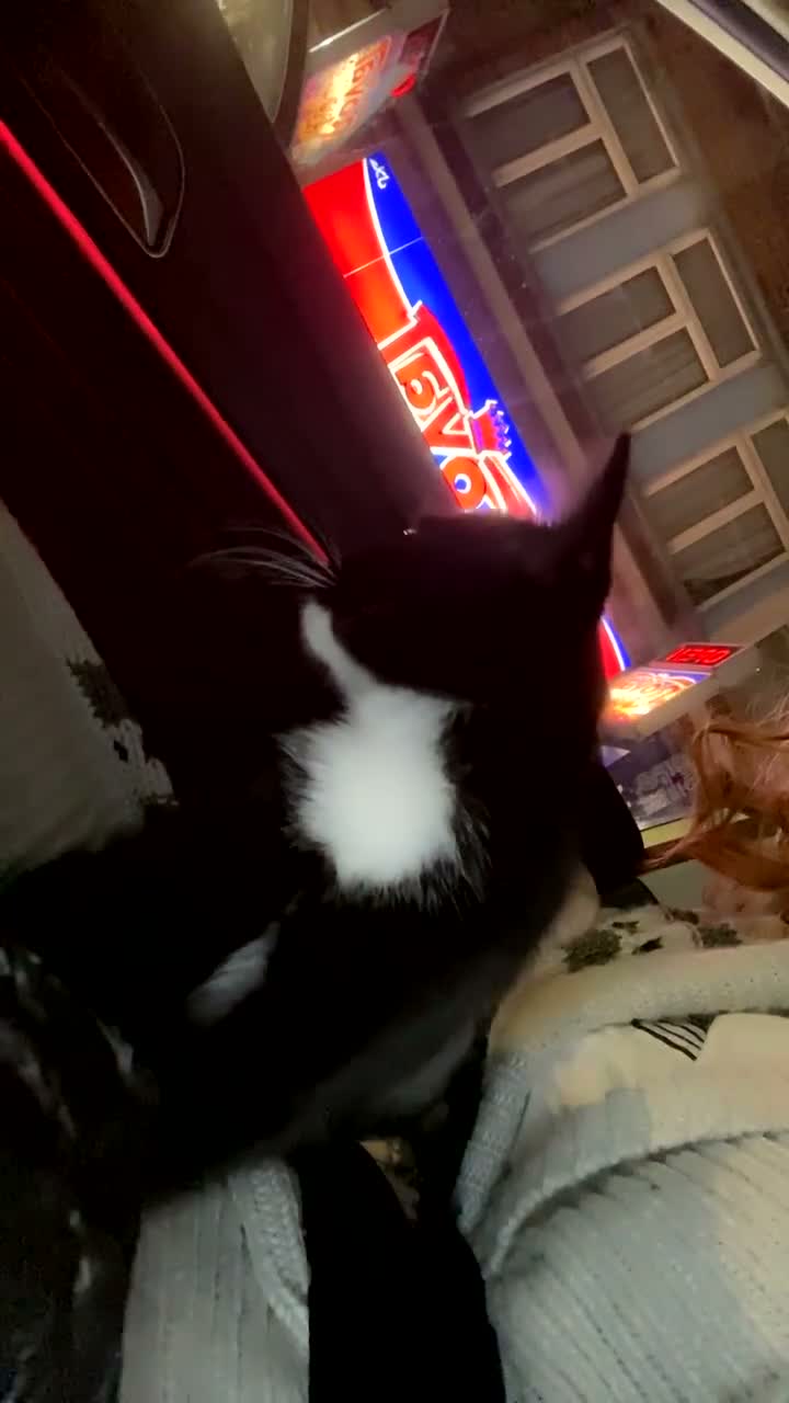 Mixed Breed cats for sale: black and white female kitten in London - Video 1