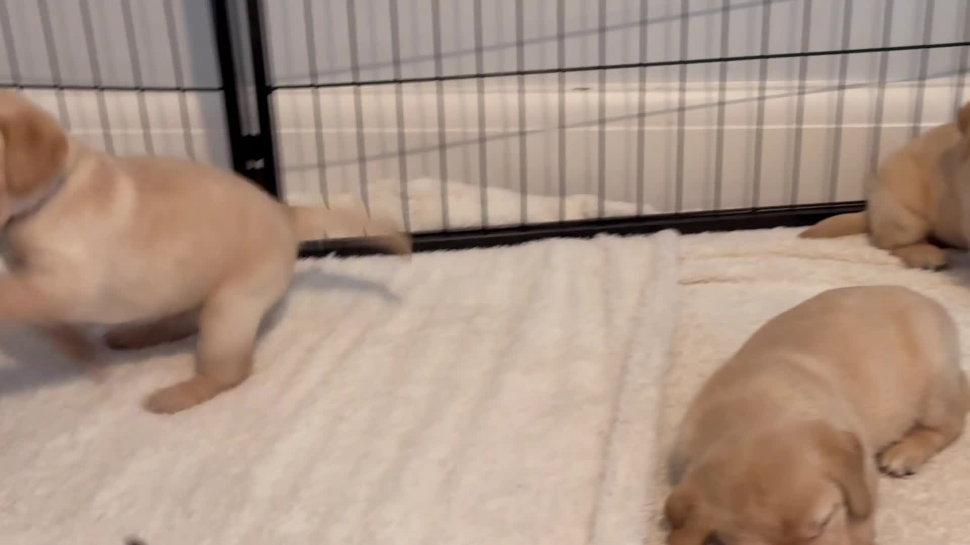 Labrador Retriever dogs for sale: Gorgeous Yellow Labrador Retriever, KC Reg HC - Video 3