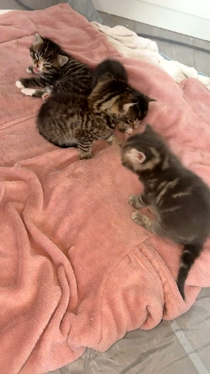 Maine Coon cats for sale: 2 MALES TABBY CROSS MAINECOON KITTENS - Video 2