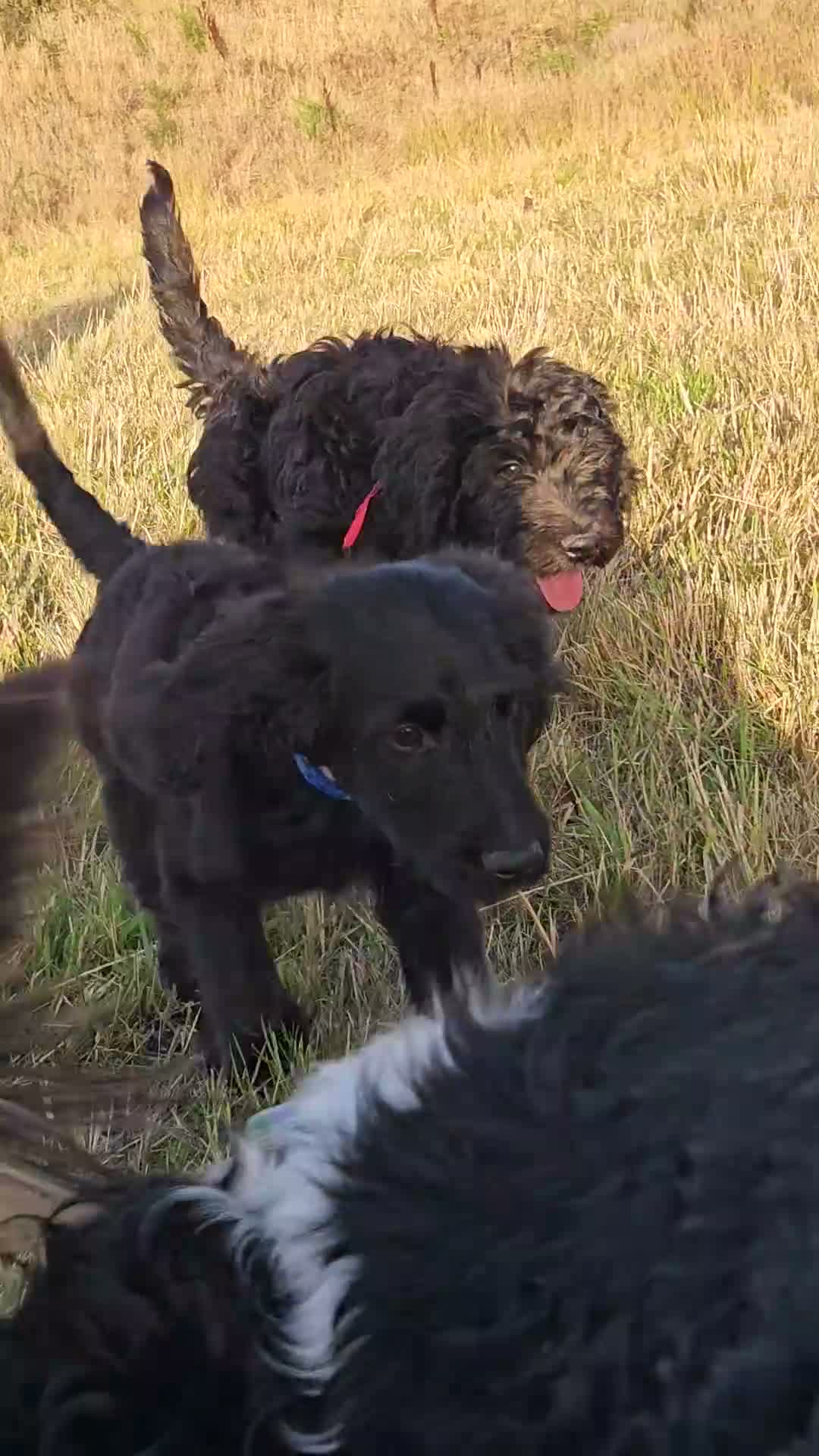 Goldendoodle dogs for sale: Beautiful f1 Goldendoodles  - Video 1