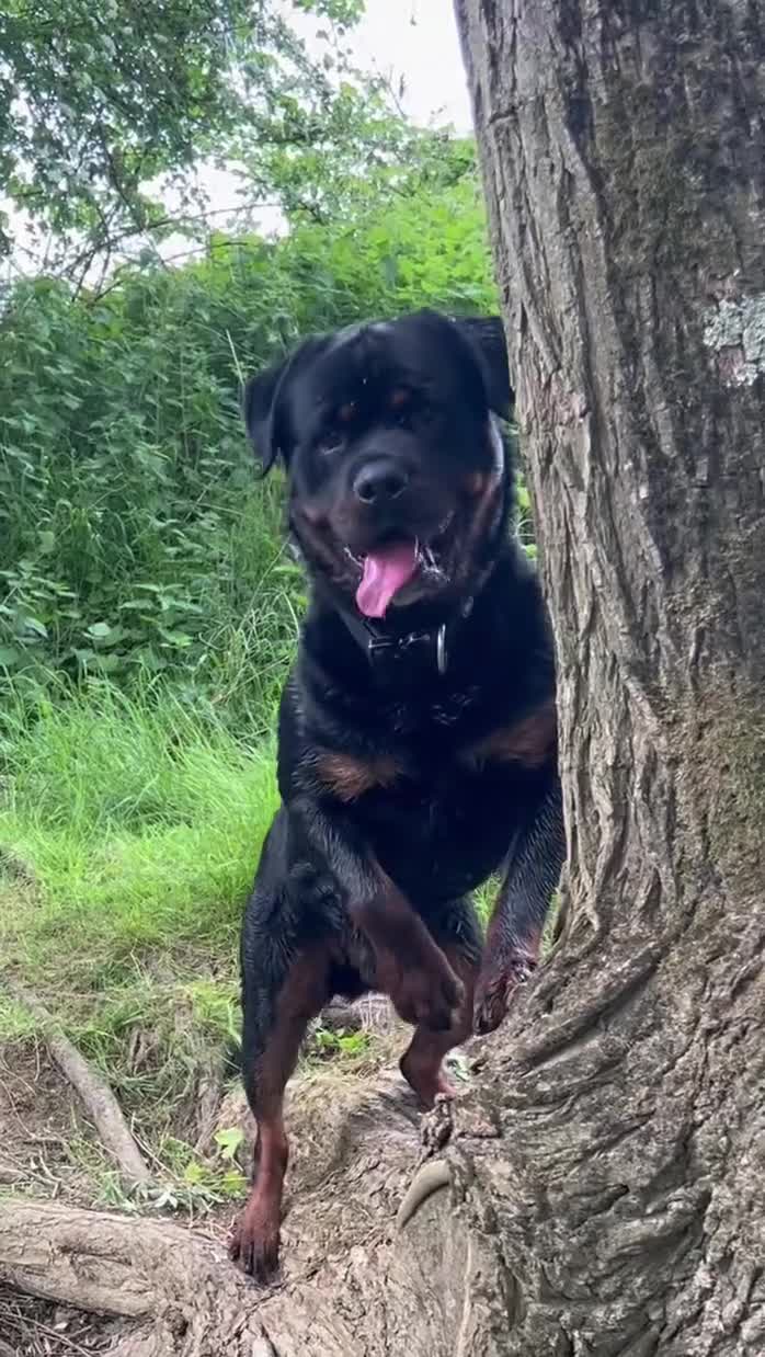 Rottweiler dogs for stud: Rottweiler DNA health tested,,EYE SCANNED  in Wellingborough - Video 1