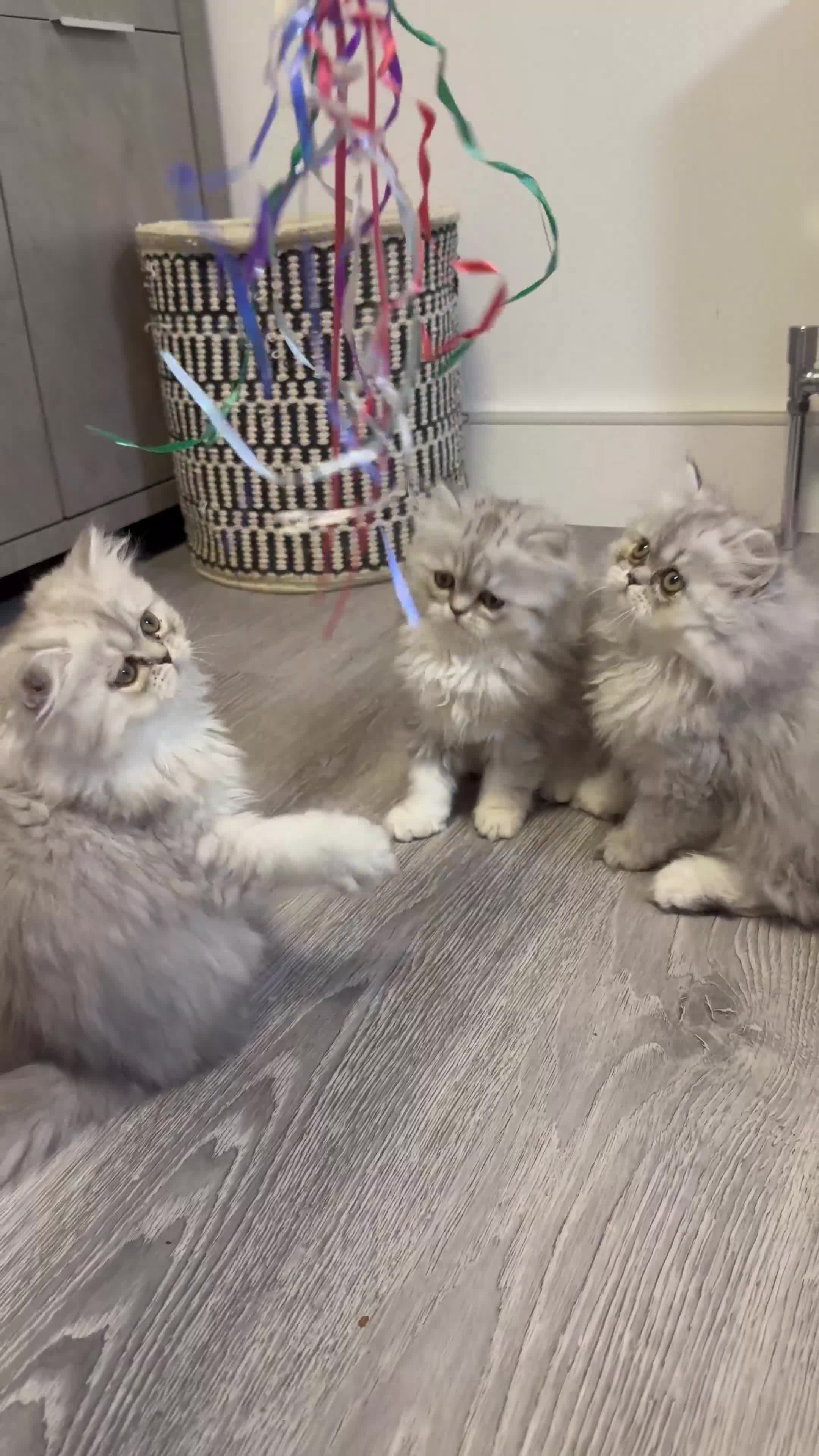 Persian cats for sale: Beautiful Persian x Exotic Kittens - Now Ready! - Video 1
