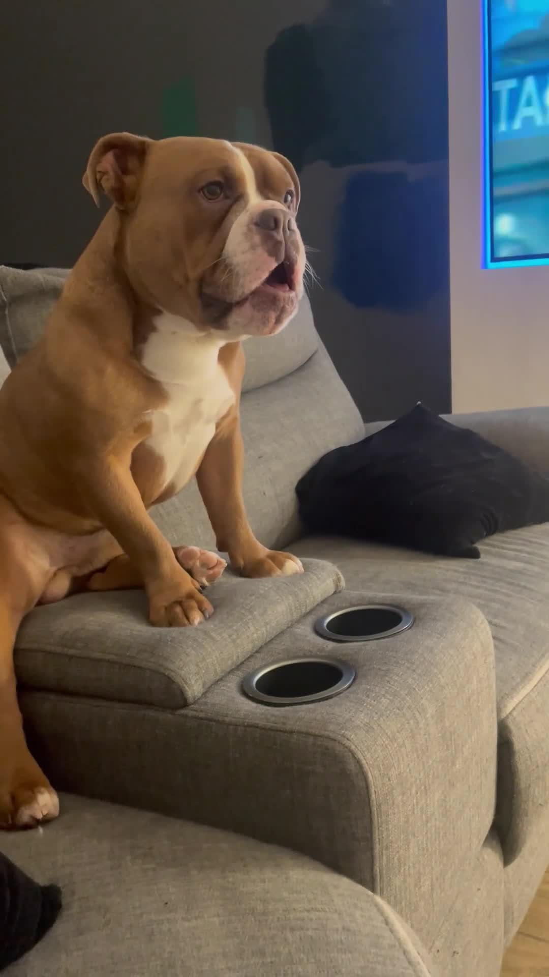 English Bulldog dogs for sale: Victorian bulldog (bruce) - Video 1