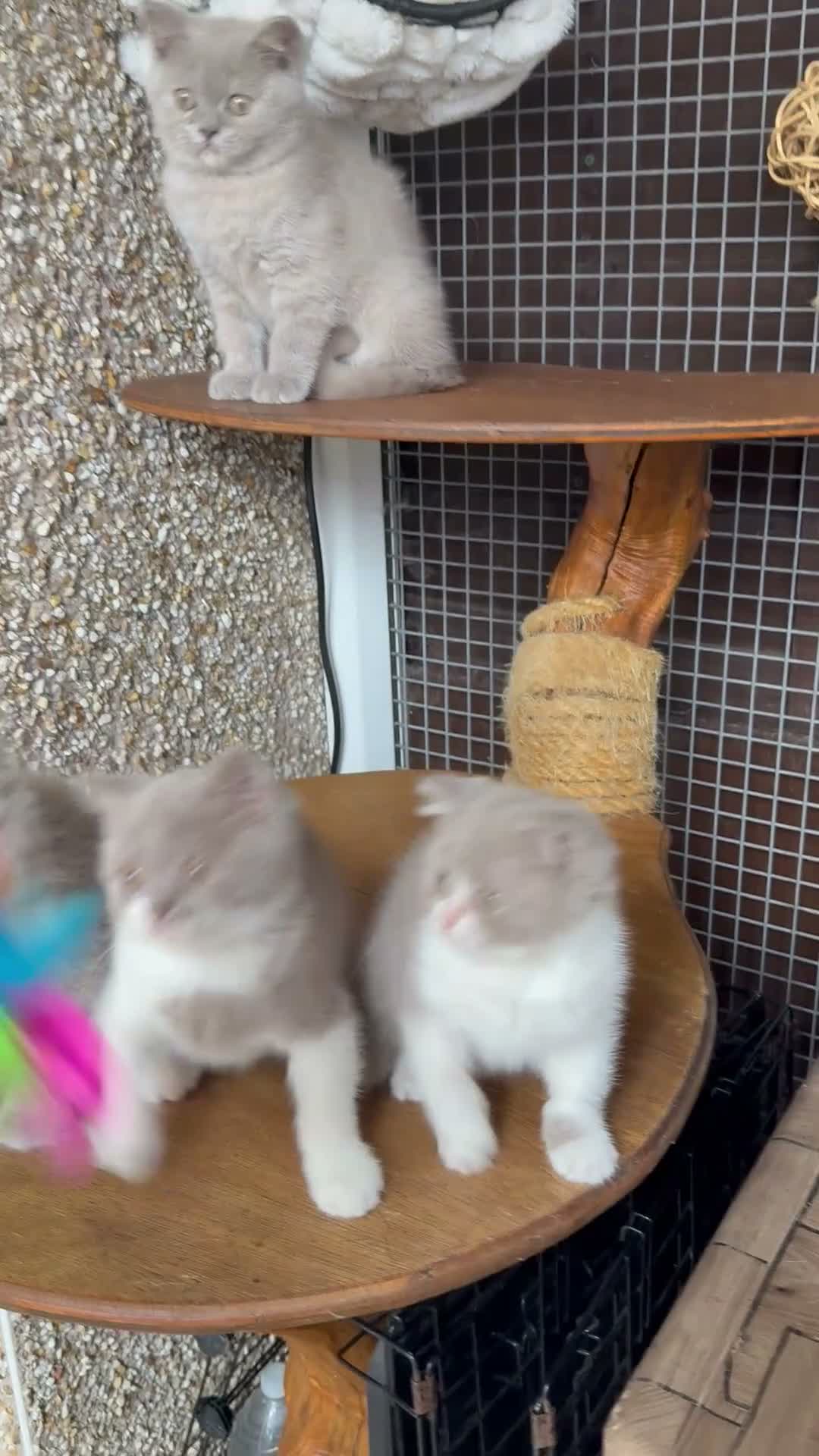 British Shorthair cats for sale: TICA British Shorthair & Longhair Kittens  - Video 1