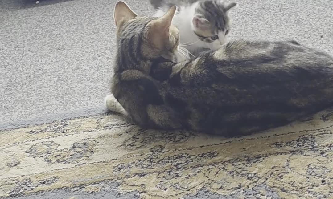 Mixed Breed cats for sale: Tabby kittens  - Video 1