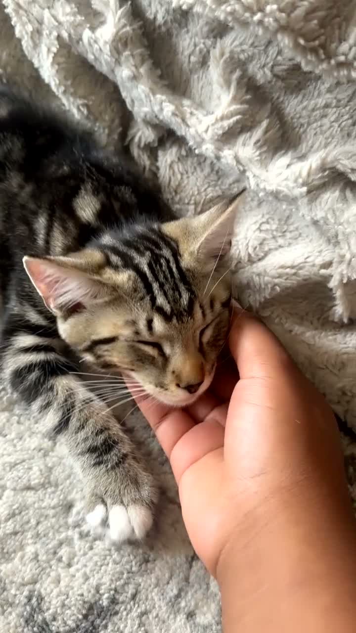 Mixed Breed cats for sale: Tabby Male Kitten  - Video 1