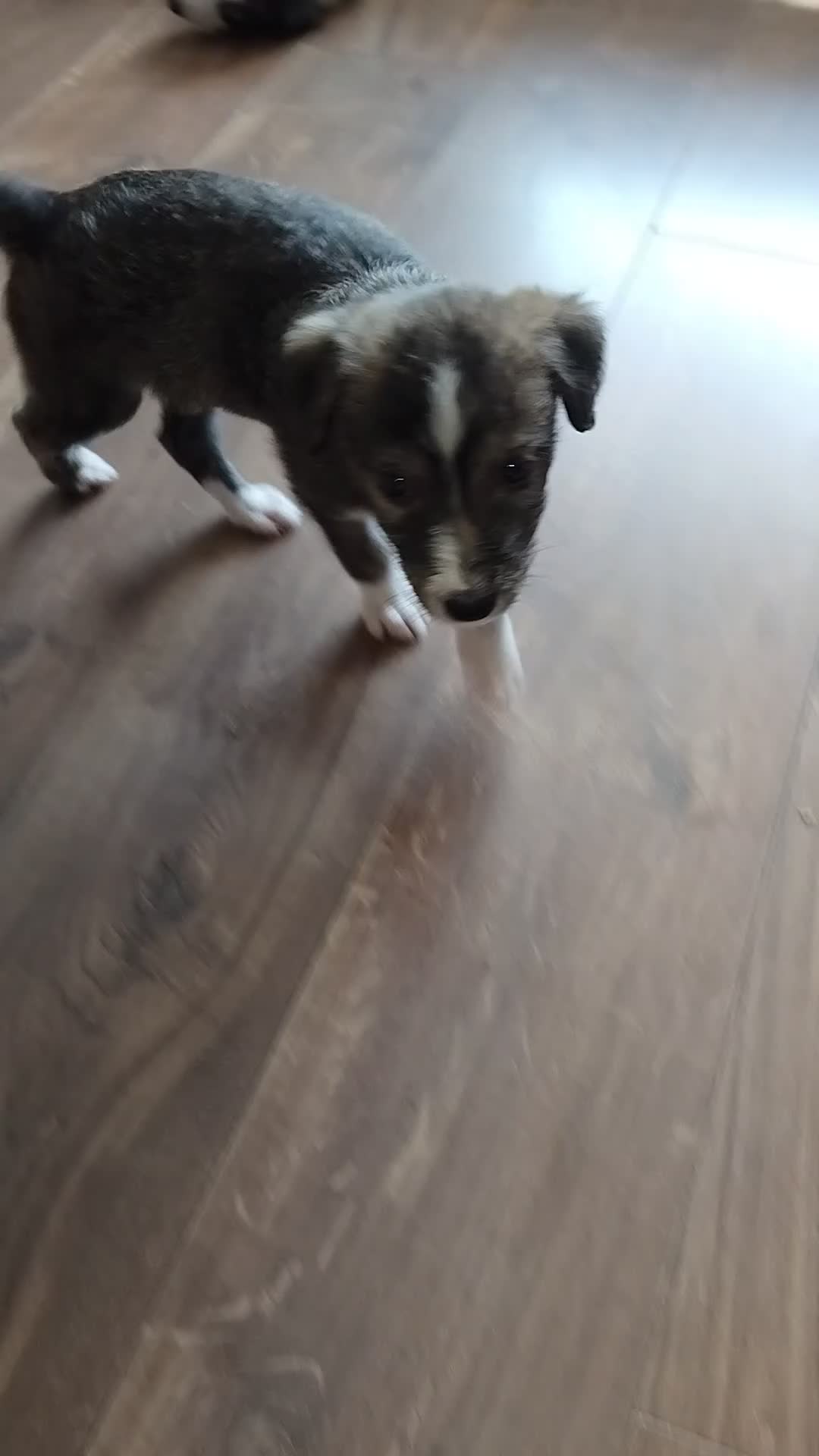 Lurcher dogs for sale: Beautiful Lurcher pups - Video 2