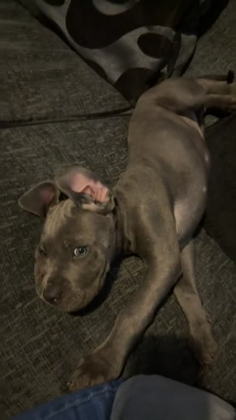 Cane Corso dogs for sale: BEAUTIFUL CANE CORSO PUPPY - Video 3