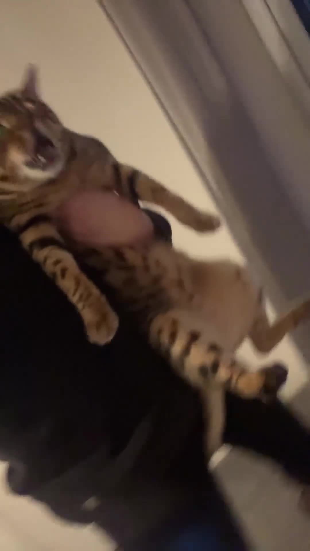 Bengal cats for sale: Bengal cat  in Preston - Video 1