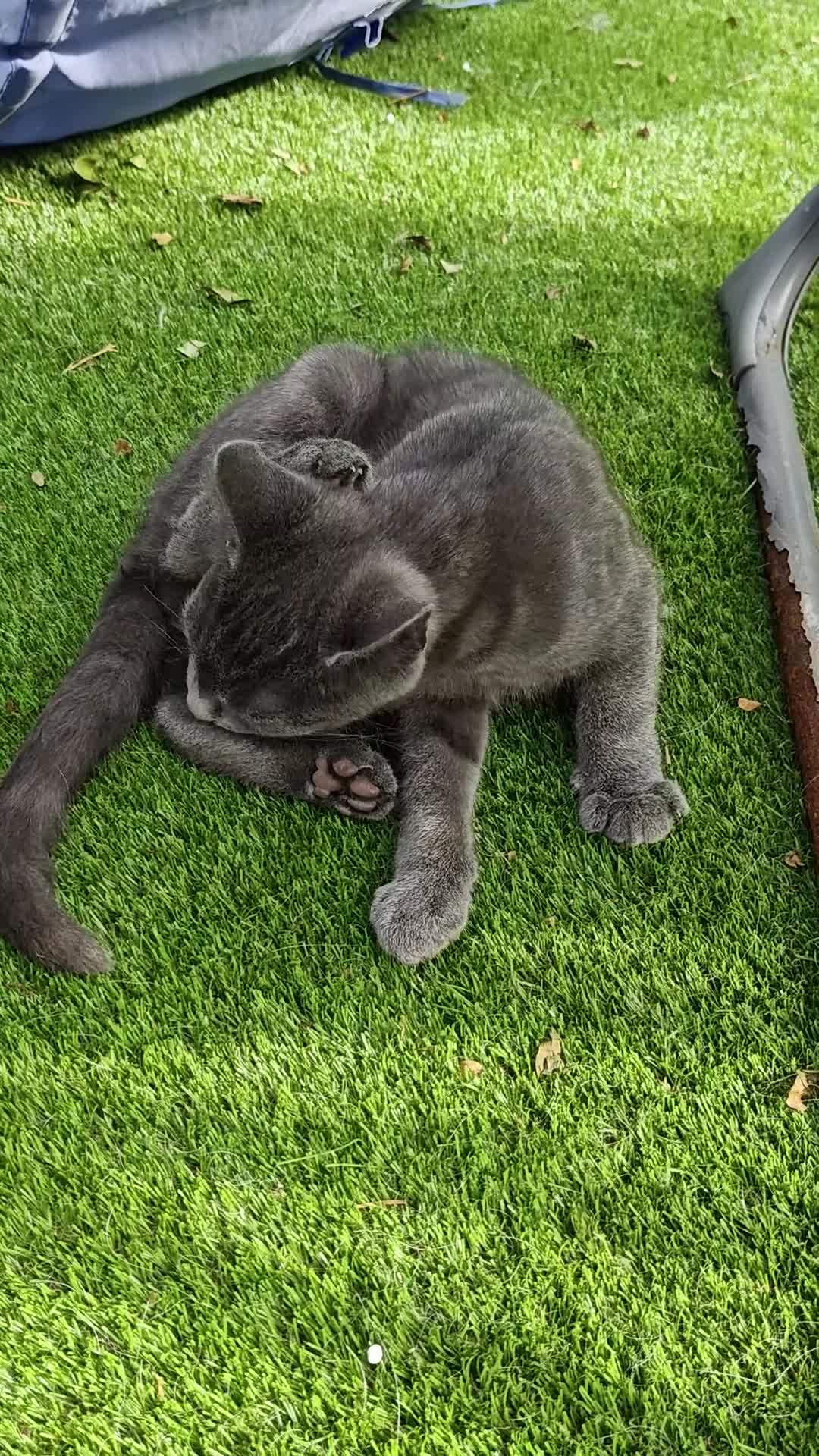 Mixed Breed cats for sale: ❤️Last 2 Ready to go Gorgeous kittens❤️ - Video 1