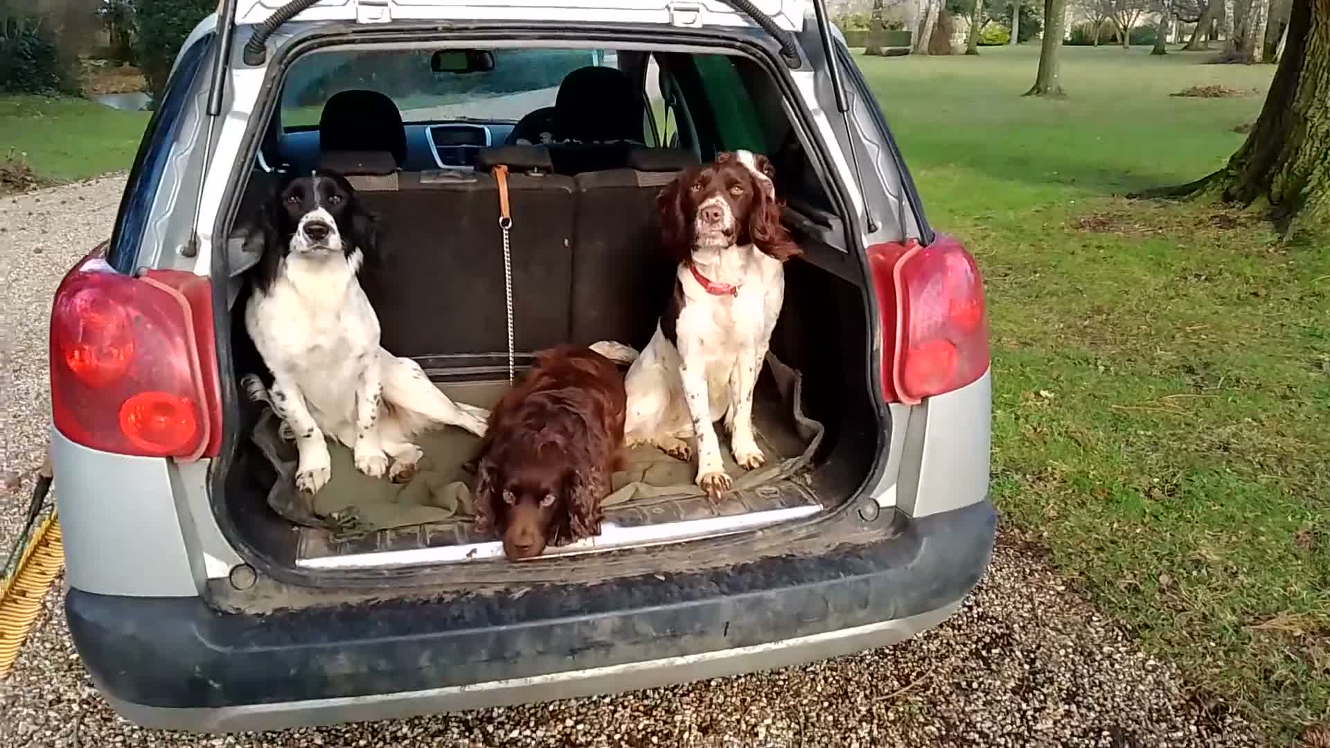 Sprocker dogs for sale: F1 sprocker puppies - Video 2