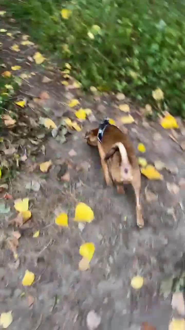 Patterjack dogs for sale: Male patterjack - Video 1