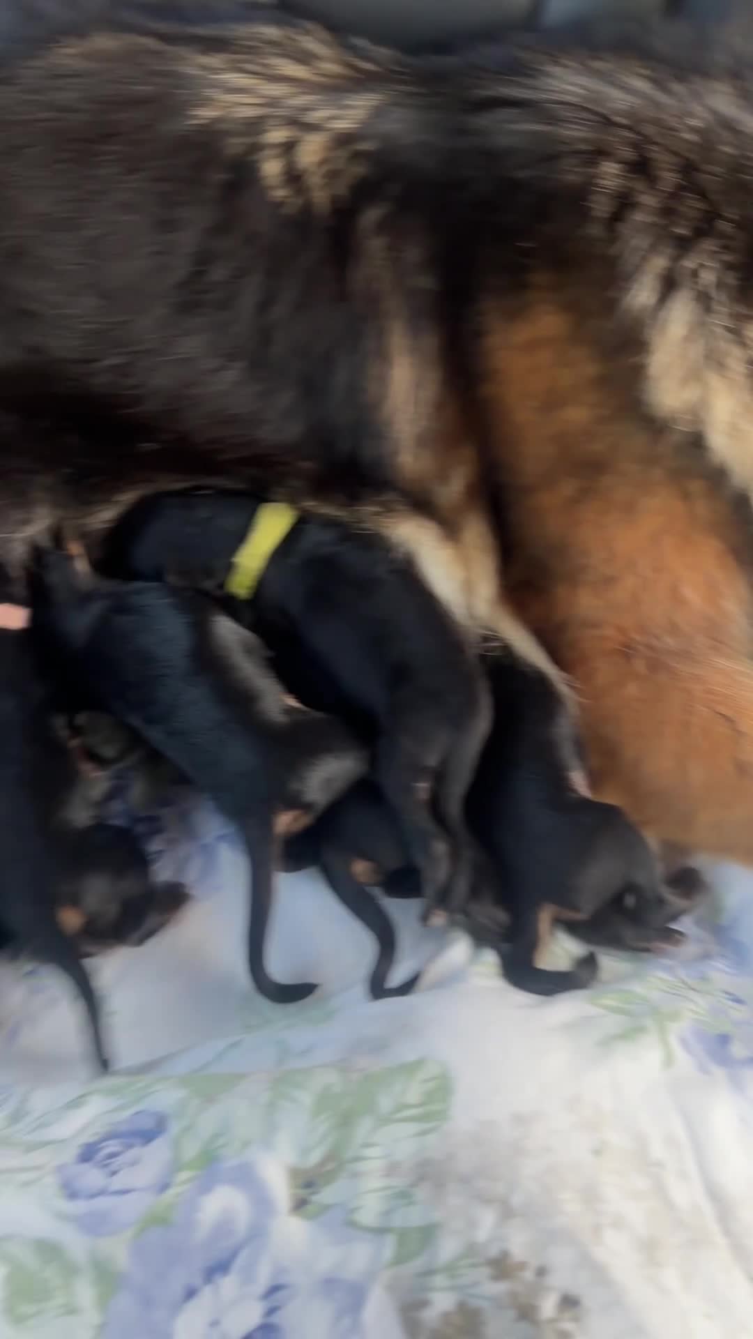 German Shepherd dogs for sale: Long haired German shepherd puppies  - Video 1