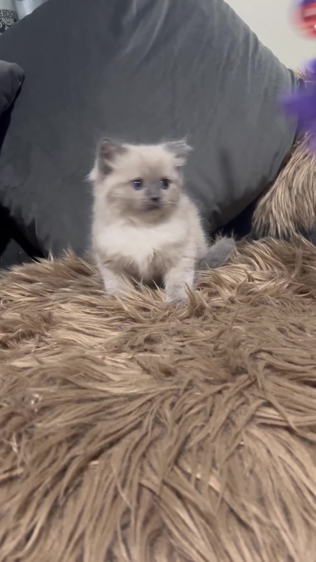 Ragdoll cats for sale: Only 2 left Beautiful ragdoll kittens🌹😊 - Video 1