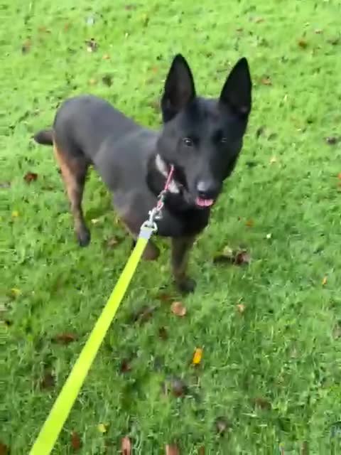 Belgian Shepherd Dog dogs for sale: Elite Dutch Shepherd Panther Reluctant Right Home - Video 2
