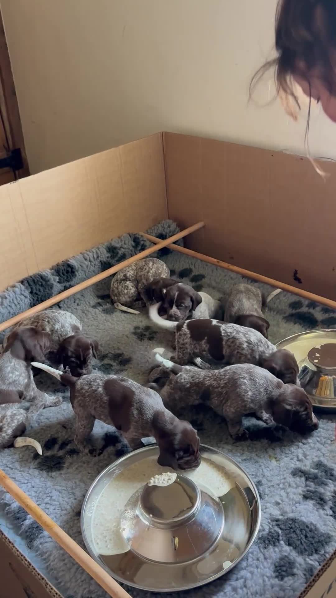 German Shorthaired Pointer dogs for sale: KC reg German shorthaired Pointer in Rye - Video 1