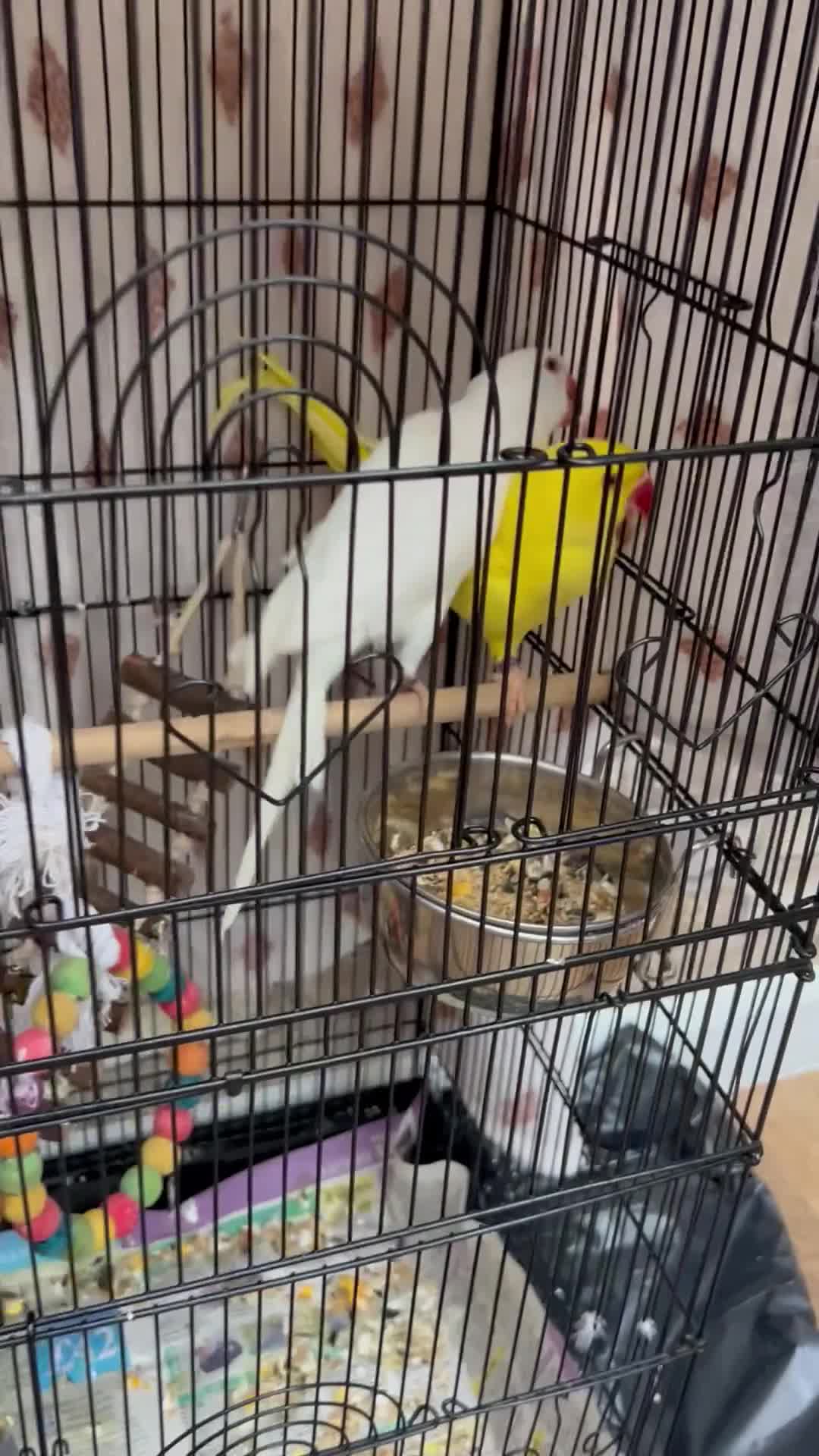 Budgerigars birds for sale: Male Yellow Indian Ringneck for sale!!  - Video 1