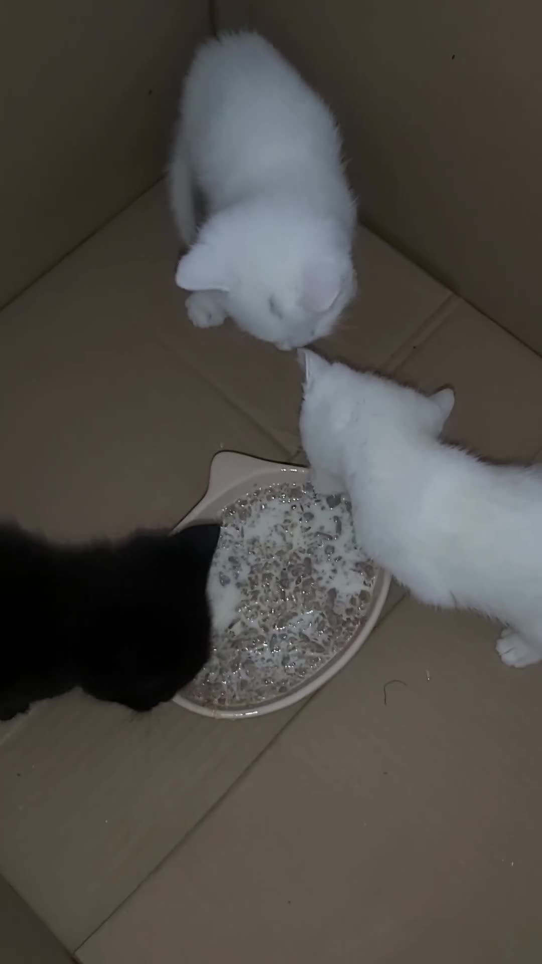 Ragdoll cats for sale: Two female Ragdoll kittens - Video 2